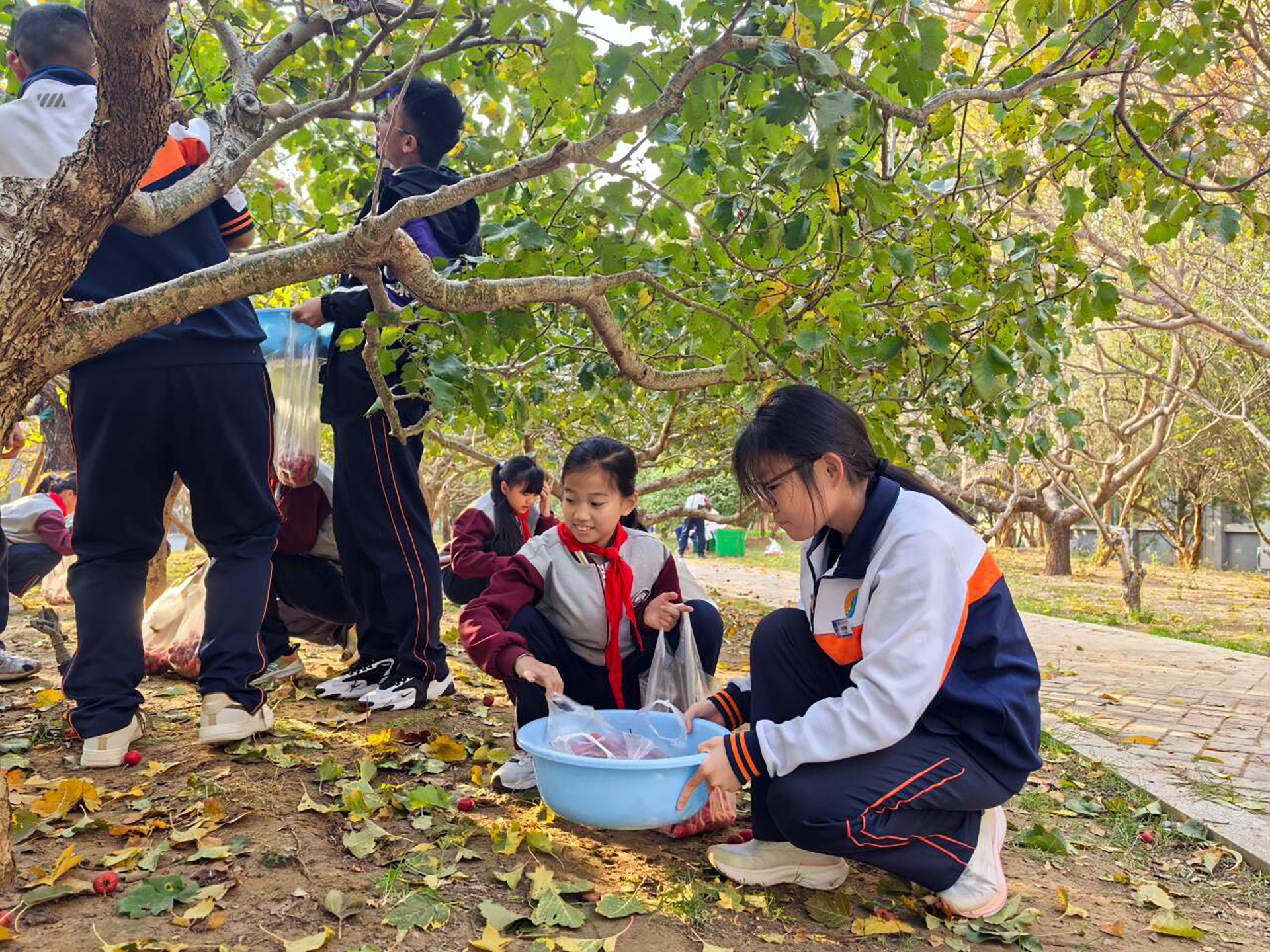 《我们一起摘山楂》